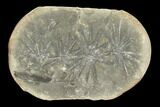 Annularia Fern Fossil (Pos/Neg) - Mazon Creek #104321-1